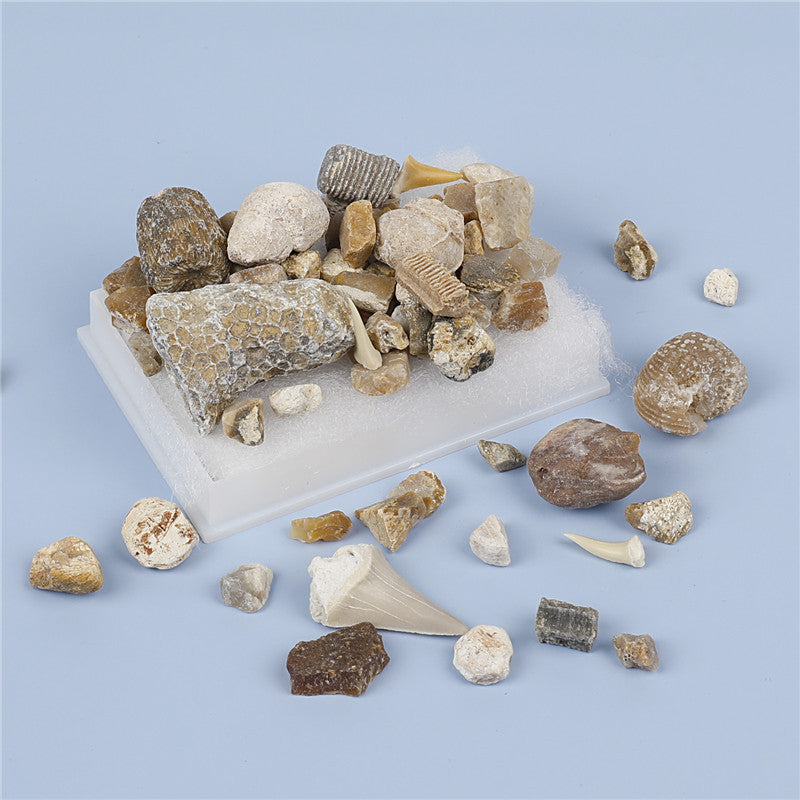 Mixed fossil ore samples for scientific education Mineral rocks
