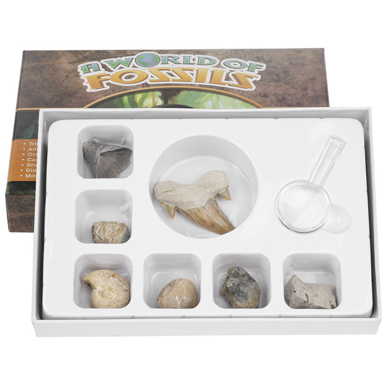 Science and Technology Museum World Fossil Specimens Shark Teeth Conch Shells Mineral Fossils Science Education Materials