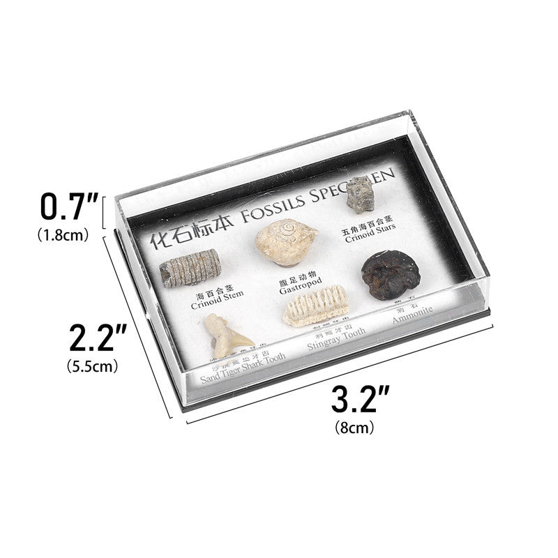 Boxed set of natural marine animal and plant fossil specimens for student science education