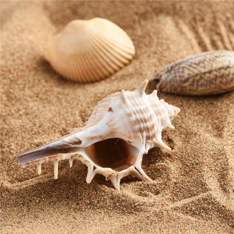 Natural marine biological specimens, shell specimens, and educational materials for student science education.