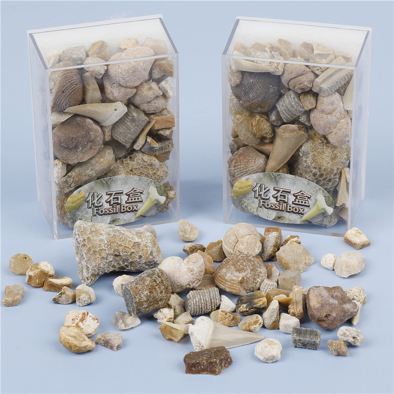 Mixed fossil ore samples for scientific education Mineral rocks