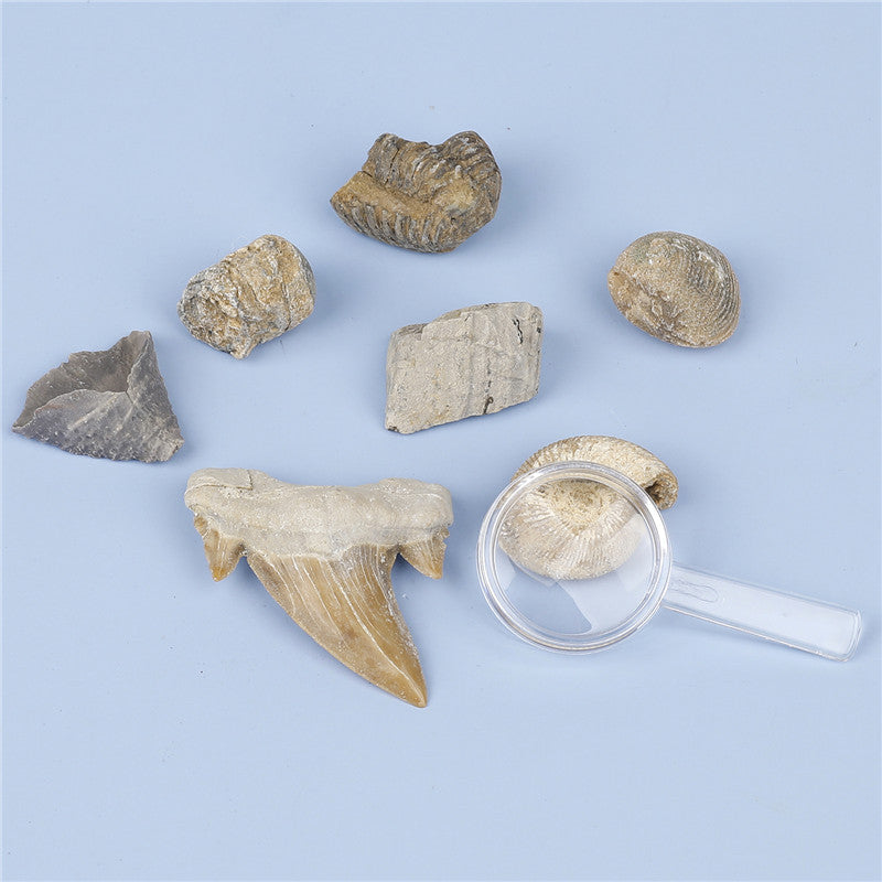 Science and Technology Museum World Fossil Specimens Shark Teeth Conch Shells Mineral Fossils Science Education Materials