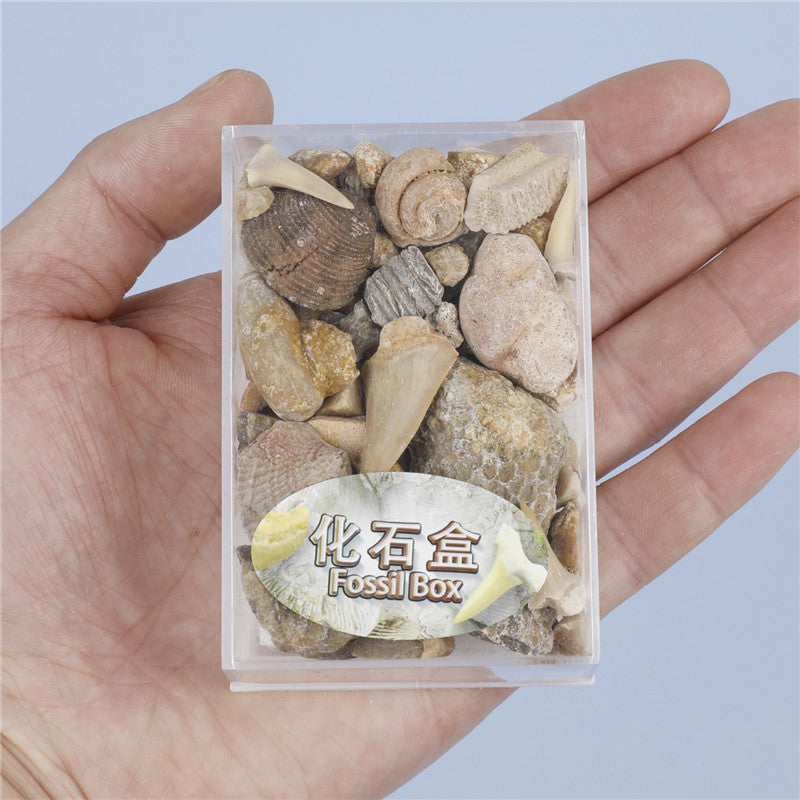Mixed fossil ore samples for scientific education Mineral rocks