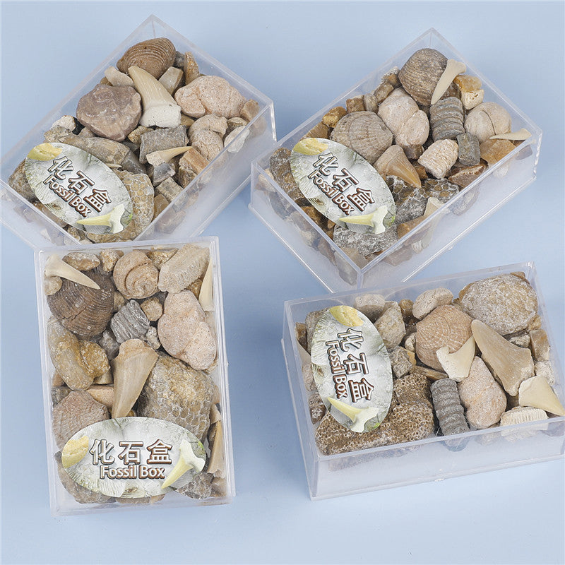 Mixed fossil ore samples for scientific education Mineral rocks