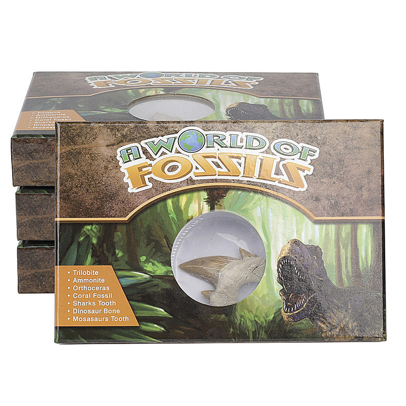 Science and Technology Museum World Fossil Specimens Shark Teeth Conch Shells Mineral Fossils Science Education Materials