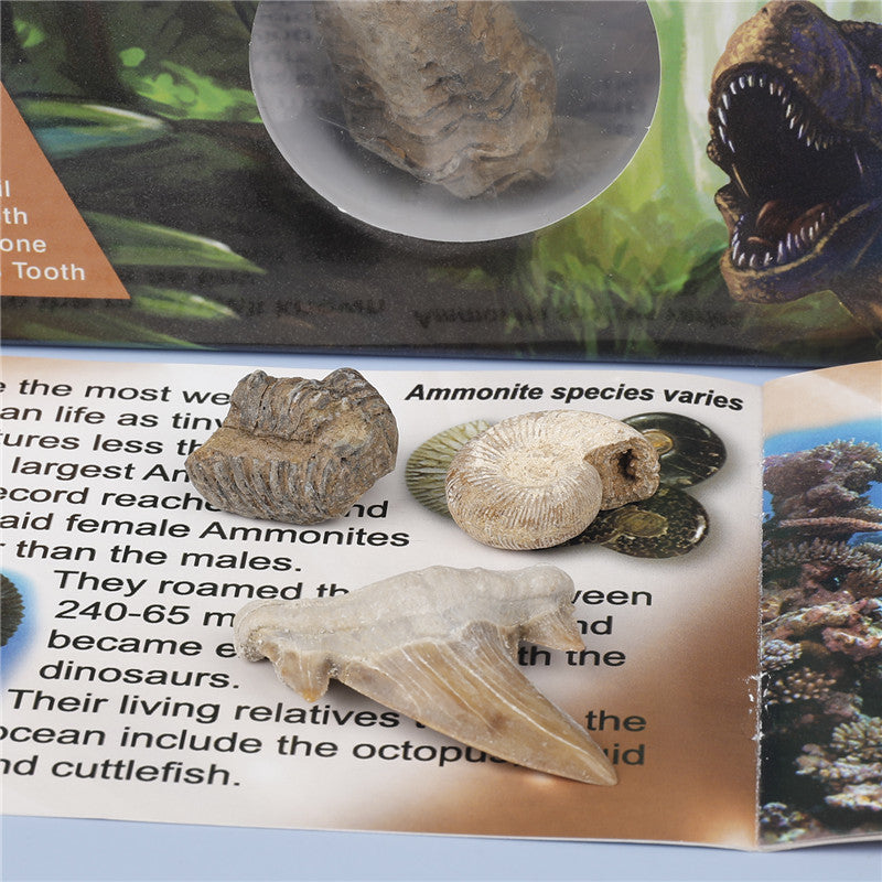 Science and Technology Museum World Fossil Specimens Shark Teeth Conch Shells Mineral Fossils Science Education Materials