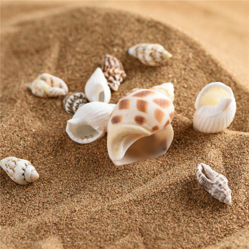 Natural marine biological specimens, shell specimens, and educational materials for student science education.