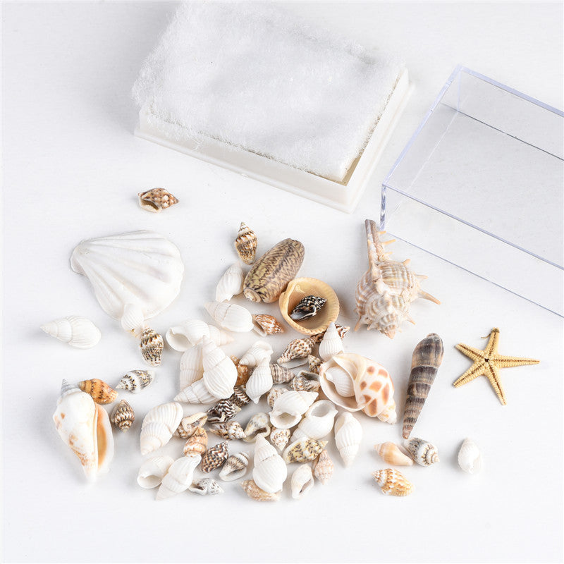 Natural marine biological specimens, shell specimens, and educational materials for student science education.