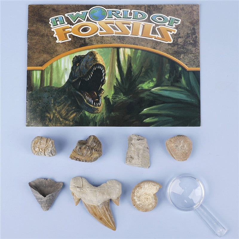 Science and Technology Museum World Fossil Specimens Shark Teeth Conch Shells Mineral Fossils Science Education Materials