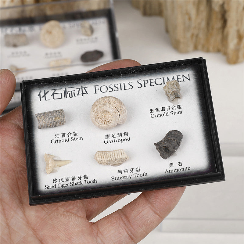 Boxed set of natural marine animal and plant fossil specimens for student science education