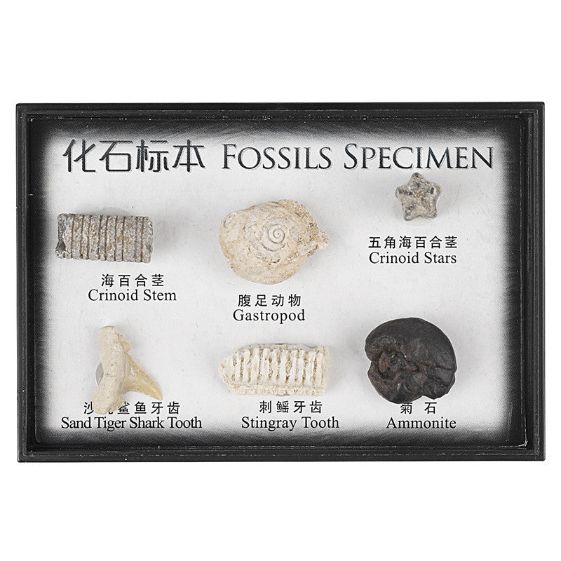 Boxed set of natural marine animal and plant fossil specimens for student science education