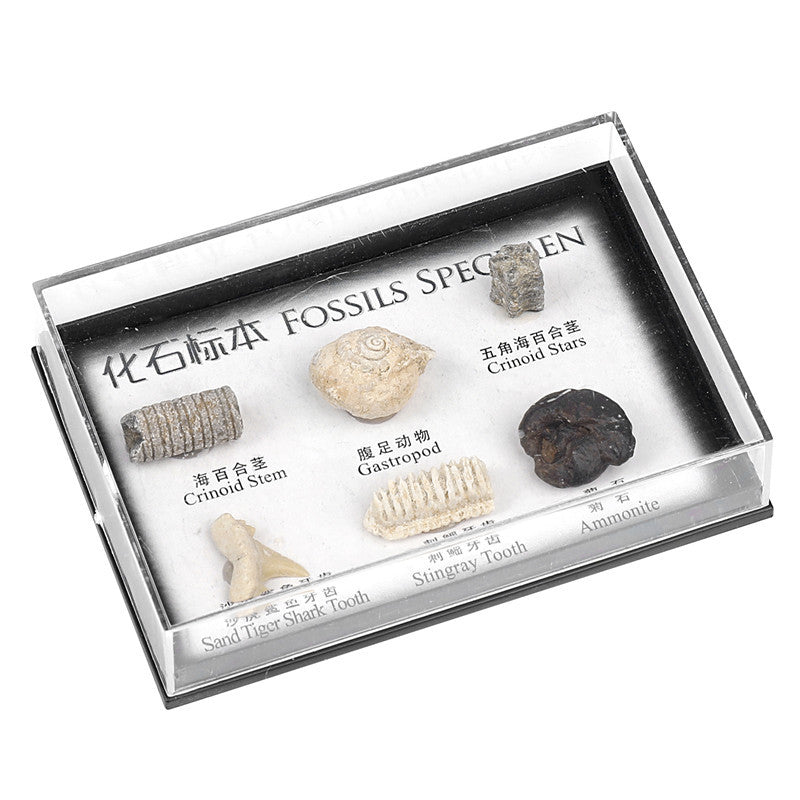 Boxed set of natural marine animal and plant fossil specimens for student science education