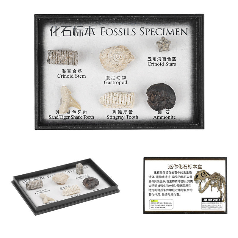Boxed set of natural marine animal and plant fossil specimens for student science education