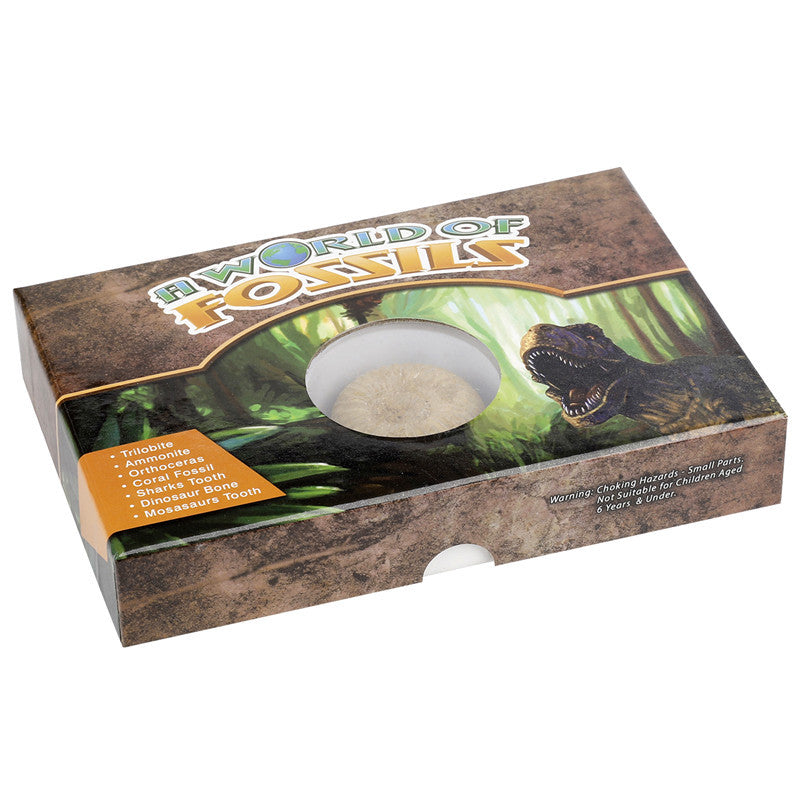 Science and Technology Museum World Fossil Specimens Shark Teeth Conch Shells Mineral Fossils Science Education Materials