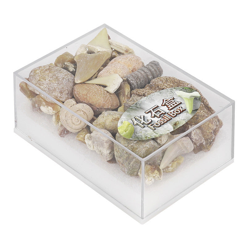 Mixed fossil ore samples for scientific education Mineral rocks