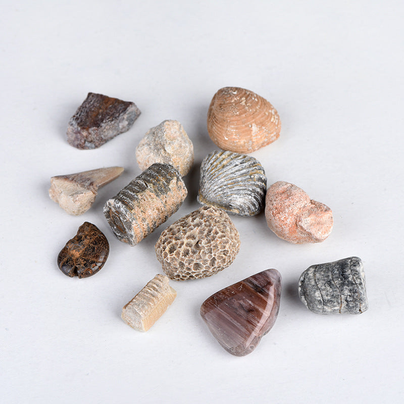 Science and Technology Museum World Fossil Specimens Shark Teeth, Ammonites, Conch Shells, Mineral Fossils, Science Education Materials, Specimens