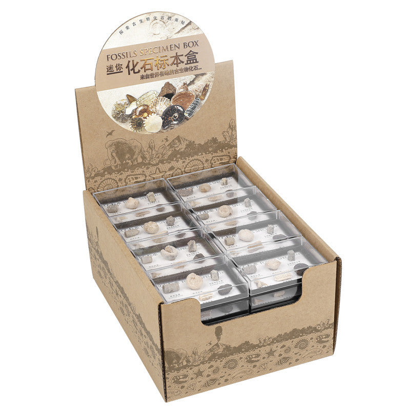 Boxed set of natural marine animal and plant fossil specimens for student science education