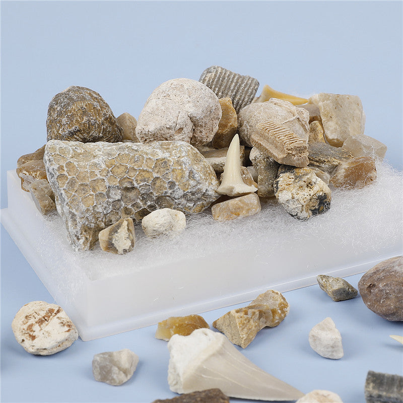 Mixed fossil ore samples for scientific education Mineral rocks