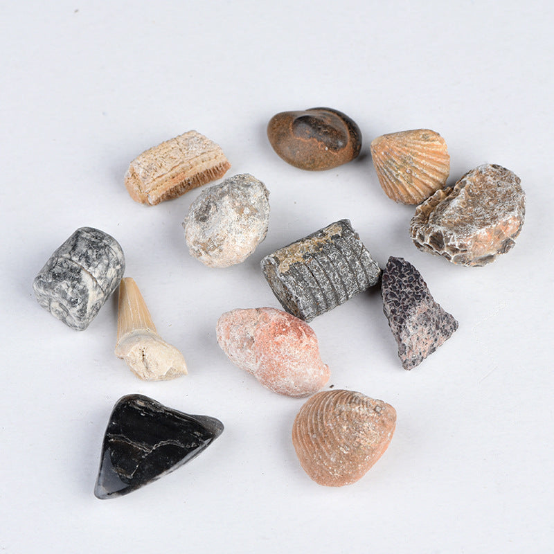 Science and Technology Museum World Fossil Specimens Shark Teeth, Ammonites, Conch Shells, Mineral Fossils, Science Education Materials, Specimens