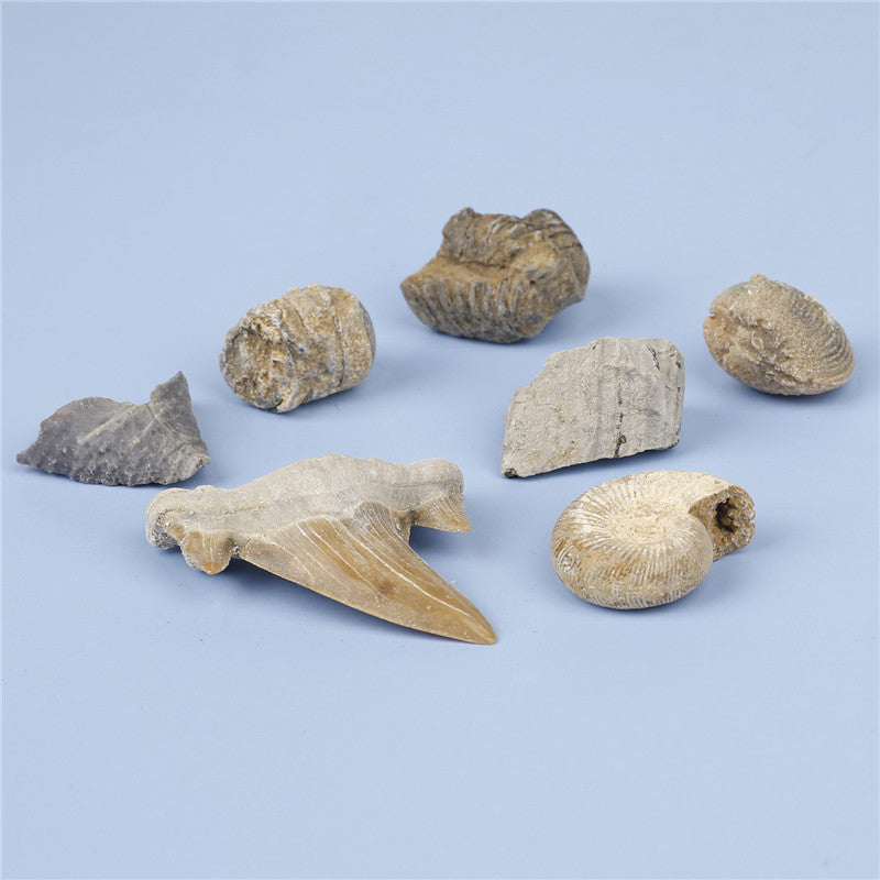 Science and Technology Museum World Fossil Specimens Shark Teeth Conch Shells Mineral Fossils Science Education Materials