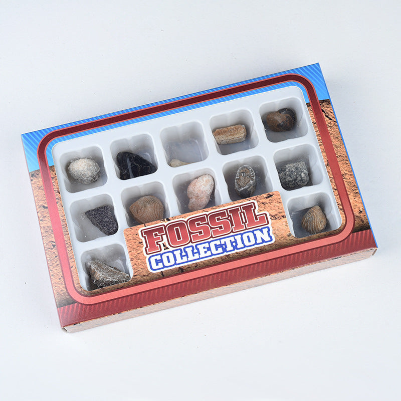 Science and Technology Museum World Fossil Specimens Shark Teeth, Ammonites, Conch Shells, Mineral Fossils, Science Education Materials, Specimens