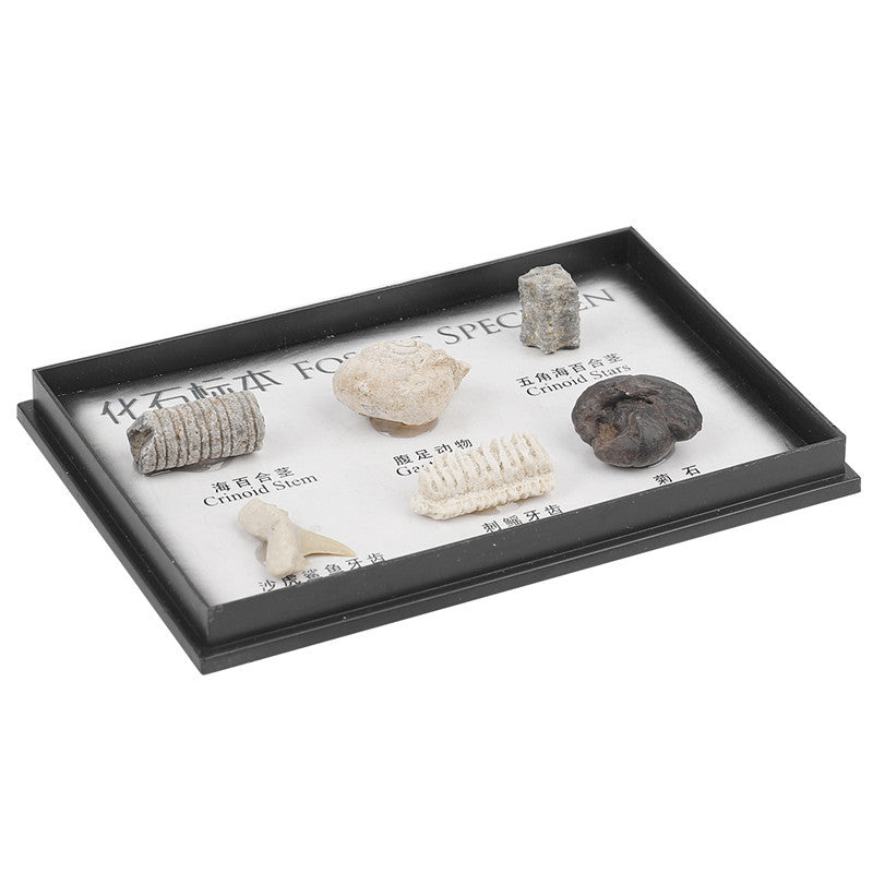 Boxed set of natural marine animal and plant fossil specimens for student science education