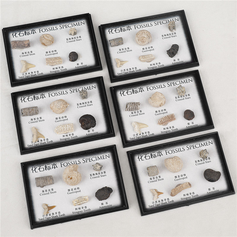 Boxed set of natural marine animal and plant fossil specimens for student science education