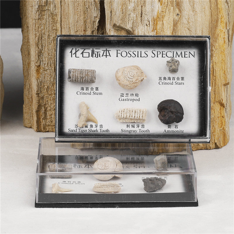 Boxed set of natural marine animal and plant fossil specimens for student science education