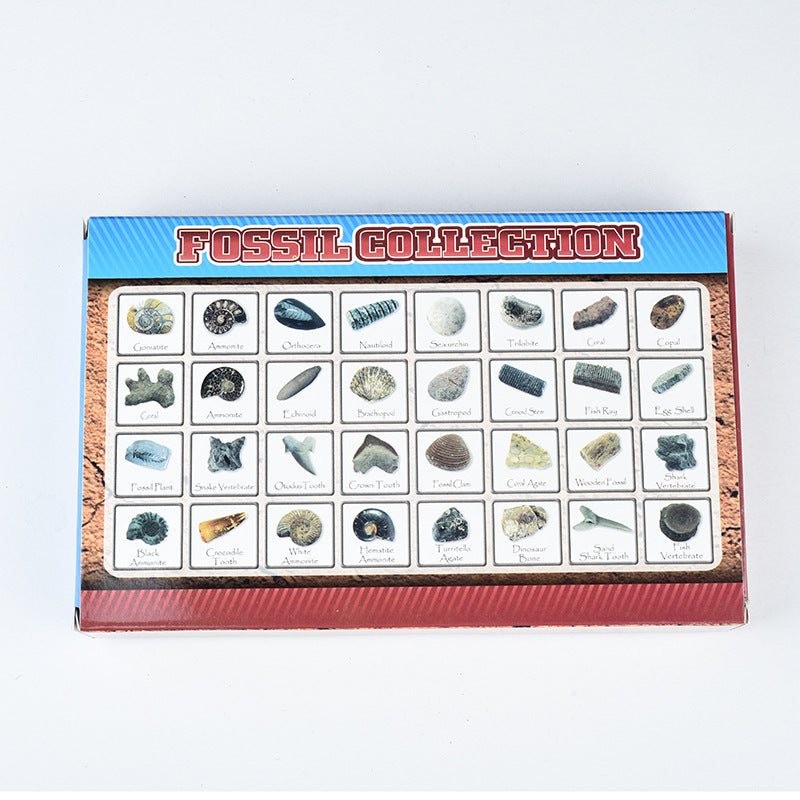Science and Technology Museum World Fossil Specimens Shark Teeth, Ammonites, Conch Shells, Mineral Fossils, Science Education Materials, Specimens