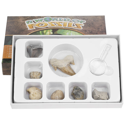 Science and Technology Museum World Fossil Specimens Shark Teeth Conch Shells Mineral Fossils Science Education Materials