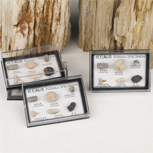 Boxed set of natural marine animal and plant fossil specimens for student science education