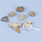 Science and Technology Museum World Fossil Specimens Shark Teeth Conch Shells Mineral Fossils Science Education Materials