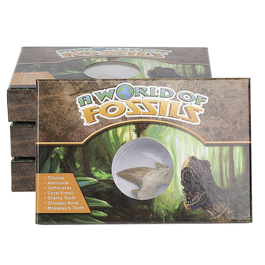 Science and Technology Museum World Fossil Specimens Shark Teeth Conch Shells Mineral Fossils Science Education Materials