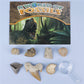 Science and Technology Museum World Fossil Specimens Shark Teeth Conch Shells Mineral Fossils Science Education Materials