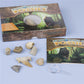 Science and Technology Museum World Fossil Specimens Shark Teeth Conch Shells Mineral Fossils Science Education Materials