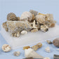 Mixed fossil ore samples for scientific education Mineral rocks