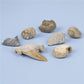Science and Technology Museum World Fossil Specimens Shark Teeth Conch Shells Mineral Fossils Science Education Materials