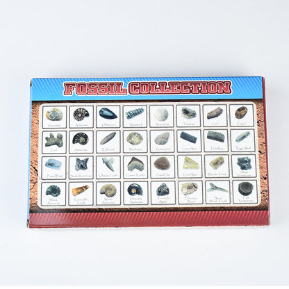 Science and Technology Museum World Fossil Specimens Shark Teeth, Ammonites, Conch Shells, Mineral Fossils, Science Education Materials, Specimens
