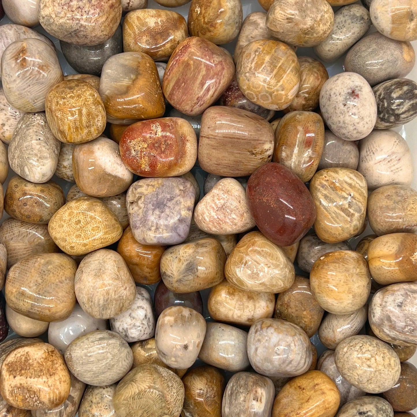 Fossil Coral Tumbled Stones（20-30mm） WaterfrontCrystal